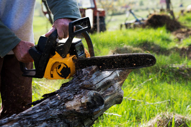 Best Lawn Fertilization  in Keyser, WV